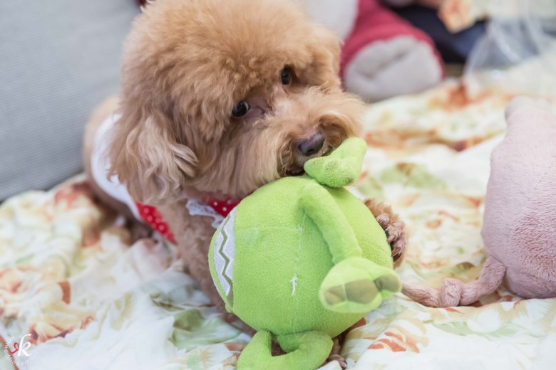 %e5%a9%9a%e7%a6%ae%e7%b4%80%e9%8c%841119-49